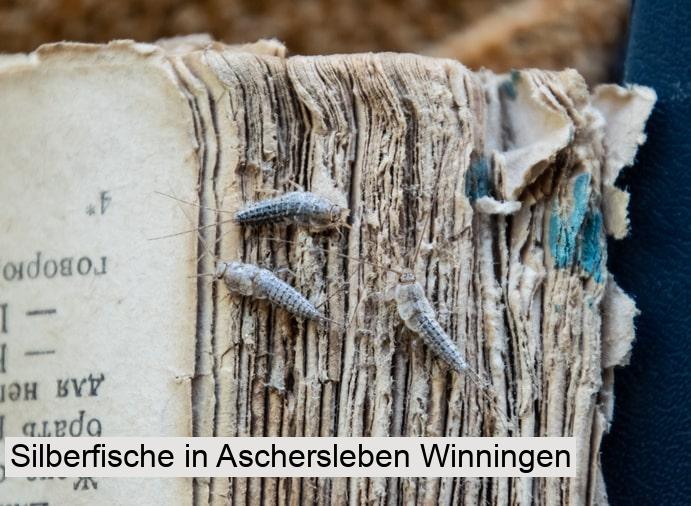 Silberfische in Aschersleben Winningen